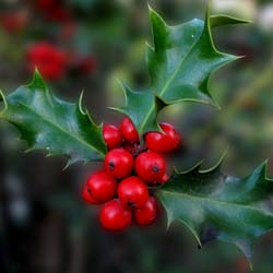 'Houx femelle ''Alaska'' / Ilex aquifolium Alaska'